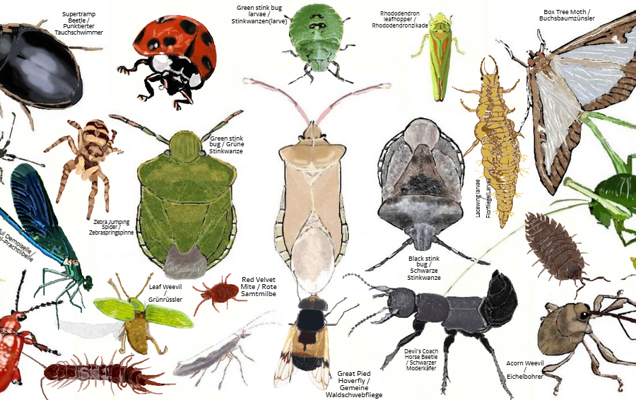 Bug Palooza
